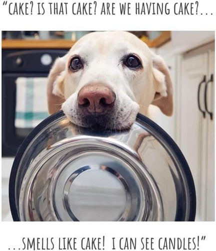 Funny birthday card dog - birthday,