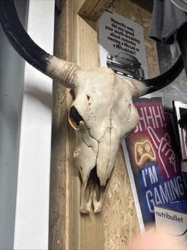 Large resin bison skull new - resin,