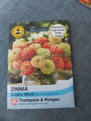 Zinnia queeny mixed - zinnia, 15
