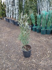 Eucalyptus "Baby Blue" Tree