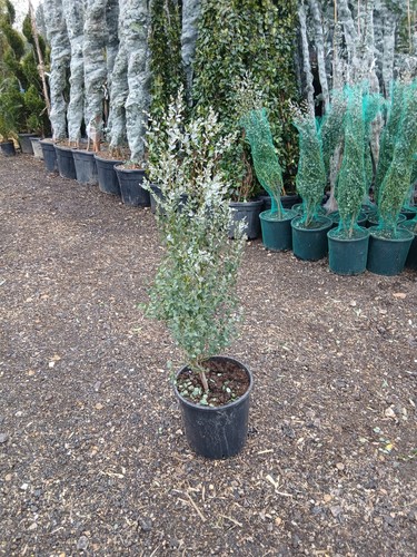 Eucalyptus baby blue - "baby, blue"