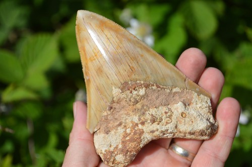 Genuine megalodon shark tooth - genuine,