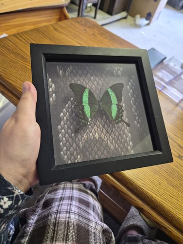 Green butterfly snake - green,