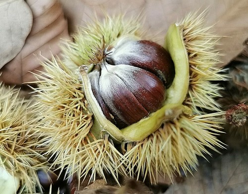 Castanea sativa sweet - castanea, sativa,