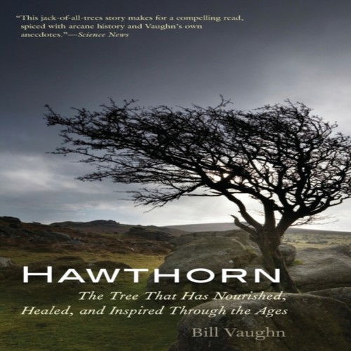 Hawthorn the tree that has - tree,