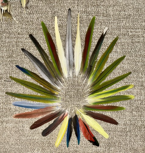 Naturally molted cockatiel - 27,