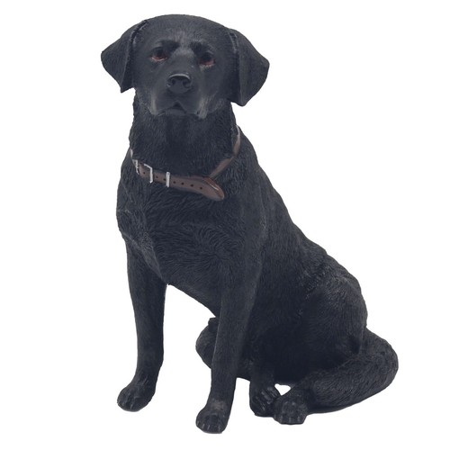 Sitting black labrador - sitting,
