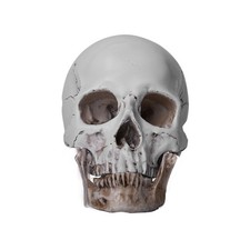 Resin replica life human - 1:1,