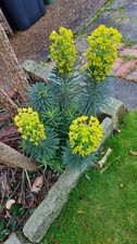 Euphorbia Ever Green