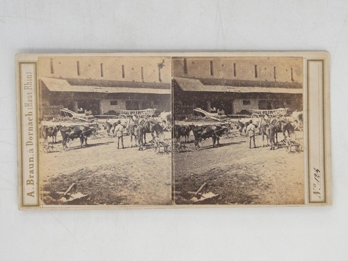 Farm scene horses cattle carts - farm,