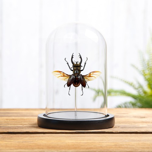 Stag beetle glass - beetle, in