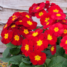 Primrose Red | Striking Garden
