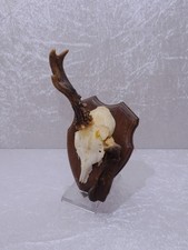 Deer Antler Horns On Wooden