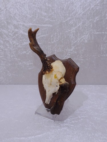 Deer antler horns wooden - on,