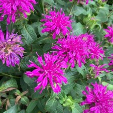 Monarda Purple Lace Plant in