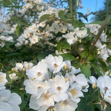 Rosa - Multiflora Rambling