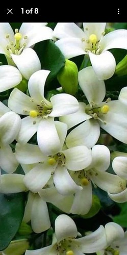 Murraya paniculata orange - murraya,