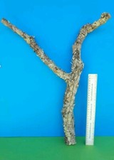 CORK BARK BRANCH 53CM LEOPARD
