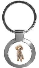Miniature Poodle Dog Pet