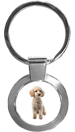 Miniature poodle dog pet - miniature,
