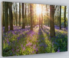 BLUEBELL WOODLAND CANVAS PICTURE PRINT WALL ART DEEP FRAMED 