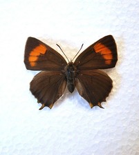 UK Bred. Brown Hairstreak Butterfly female Ab  /Lepidoptera/ Insects/ Taxidermy