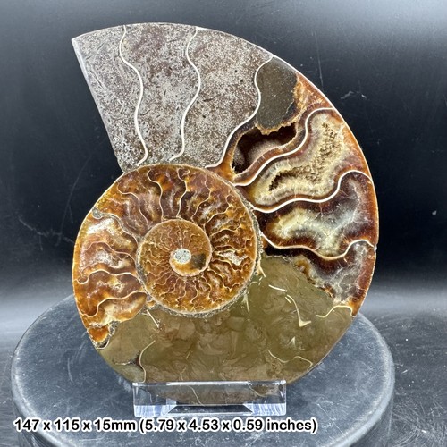Fossil ammonite half - half,