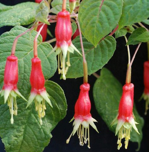 Fuchsia splendens half hardy - -,