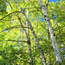 Betula Papyrifera - 100 Seeds