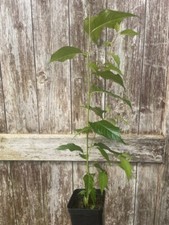 Japanese Cherry Blossom 🌸