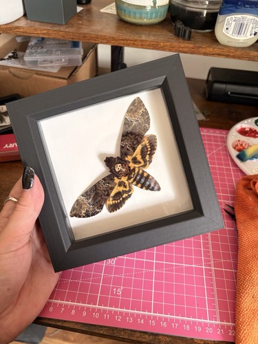 Large death head - head, moth