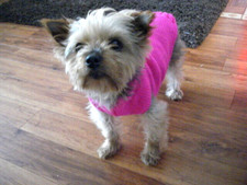Hand knitted dog - hand,