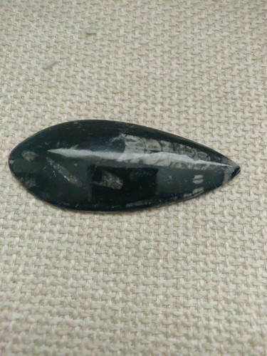 Orthoceras fossil 400 - orthoceras,