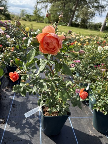 Beautiful floribunda rose - beautiful,