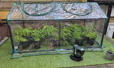 Mini Garden Greenhouse