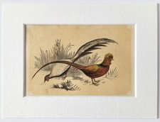 GOLDEN PHEASANT - c. 1850 Mounted Antique Bird Print - Colour Woodblock