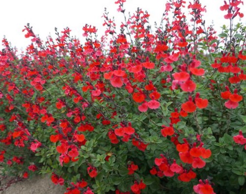 Salvia royal bumble - salvia, bumble'