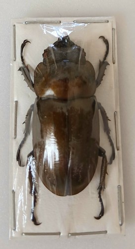Allotopus rosenbergi bronze - rosenbergi,
