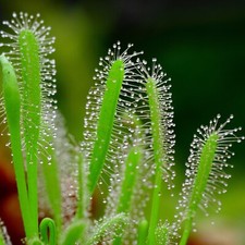 Sundew Drosera Capensis White