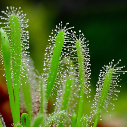 Sundew drosera capensis - capensis, white
