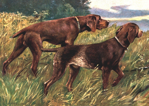 German shorthaired pointer - shorthaired,