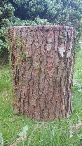 Tree stump - , real