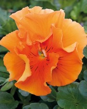 40 Winter Flowering Pansy Frizzle Sizzle Orange  Basket Bedding Plug plants
