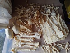 Fetal Skeleton Parts 2 Resin Replica - Curiosity Macabre Goth Prop Cryptid