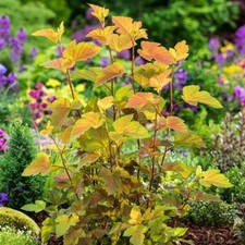 Physocarpus Magic Ball | Deciduous Hardy Outdoor Garden Shrub 9cm Pot