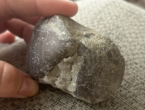 Fossil double shell lavernock - shell,