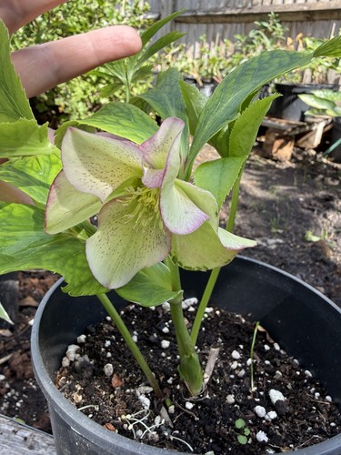 Helleborus winter moonbeam - helleborus,