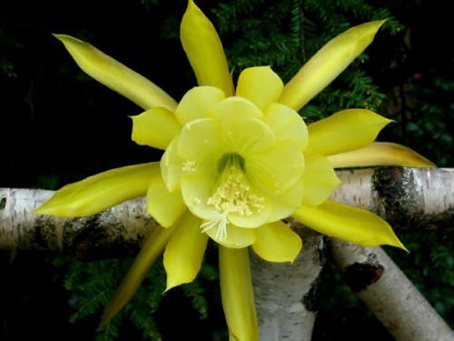 Epiphyllum davids golden - epiphyllum,