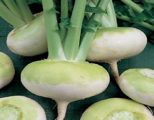 White round turnip platte - -,