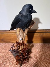 Taxidermy westernjackdaw crow - taxidermy,